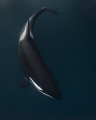   then there was you...Portrait Orca chilly waters Kaldfjord Norway you... you  